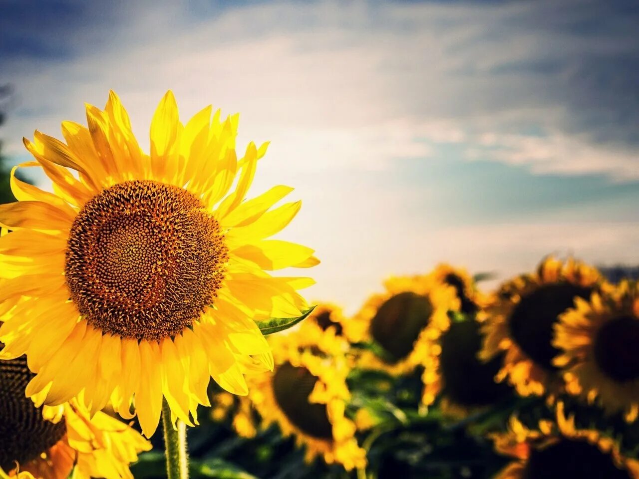 Цветковые растения подсолнух. Подсолнух донской крупноплодный. Подсолнечник красное солнышко. Кахетинский подсолнух. Подсолнухи отдых.