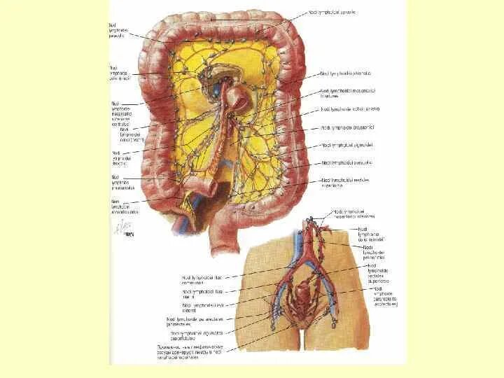 Лимфатические узлы в кишечнике. Лимфатические узлы Толстого кишечника. Лимфатические сосуды и узлы Толстого кишечника. Лимфатическая система кишечника. Лимфатические узлы Толстого кишечника японская классификация.
