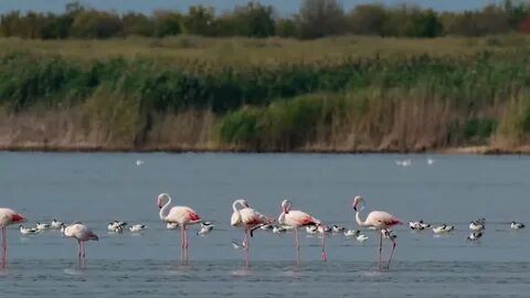 Фламинго в крыму