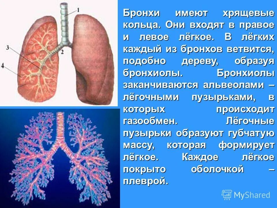 Поверхность легких образована. Бронхи. Бронхи и легкие. Лёгкие и бронхи человека.