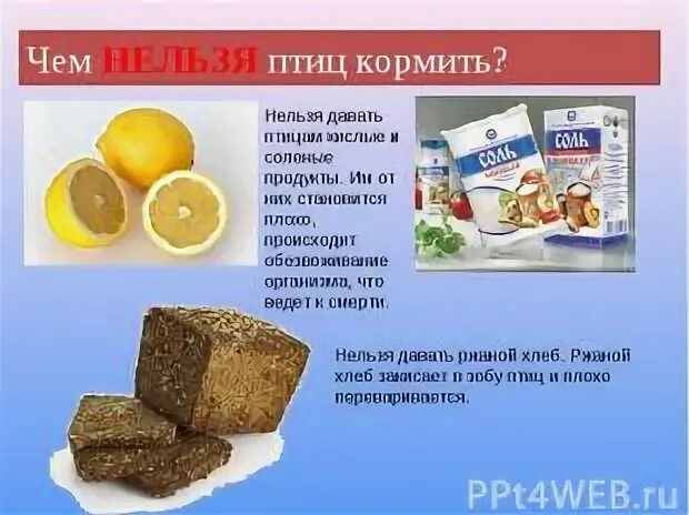 Чем можно кормить уток на пруду. Разрешенные продукты для беременных. Чем кормить диких уток. Чем нельзя кормить куриц. Почему нельзя кормить птиц хлебом.