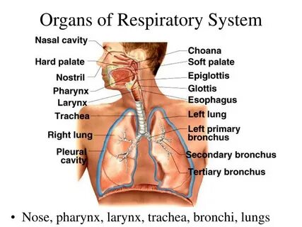 Organ system