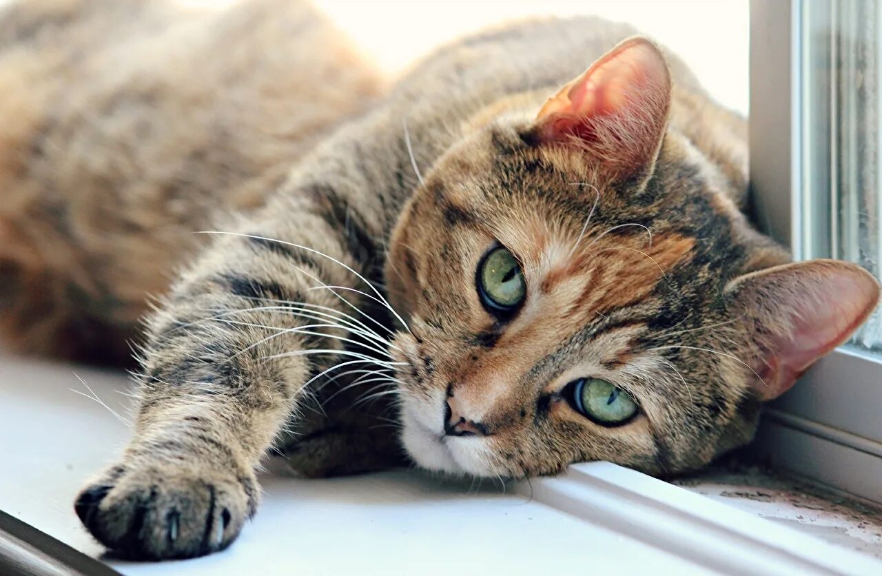 Кот лежит. Кошка лежит. кошка красиво лежит. задумчивая кошка. скучающий кот.