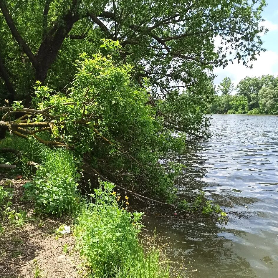 Вода в реке сура. Река Сура Пенза. Река Сура Ядрин. Река Сура в Чувашии. Река Сура Нижегородская область Пильнинский район.