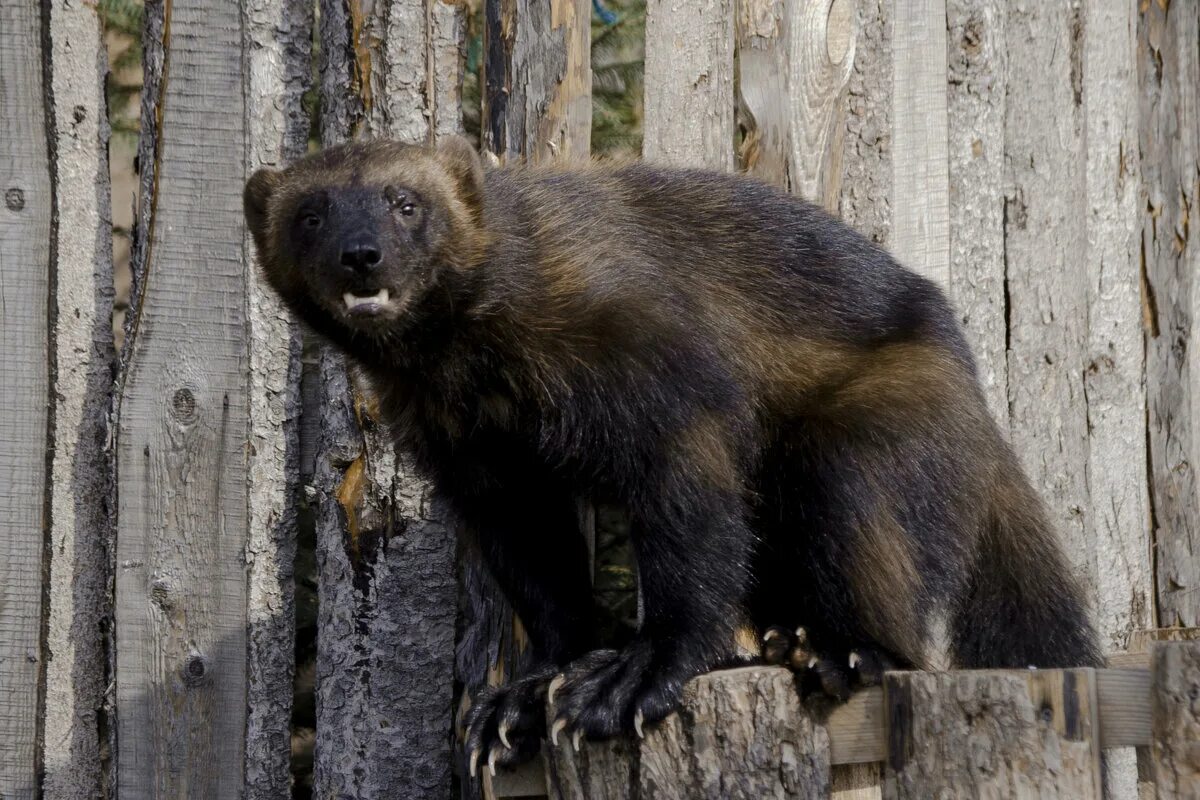 однажды ранней весной привезли в зоопарк росомаху