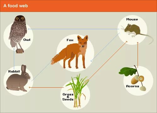 Цепь питания листовой опад еж лисица. Цепи питания. Пищевая цепь. Пищевая цепочка. Пищевая цепочка для детей.