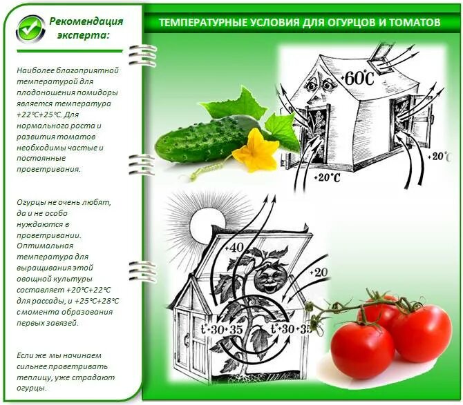 При какой температуре растут огурцы ночью. Огурец температура. Температурный режим для рассады огурцов в теплице. Технология возделывания огурца. Огурец температура.