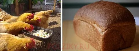 Можно кормить несушек хлебом