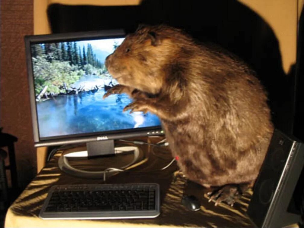 Пк бобры. Крыса в компьютере. Мышь за компьютером. Хомяк с компом. Крыса за компьютером.