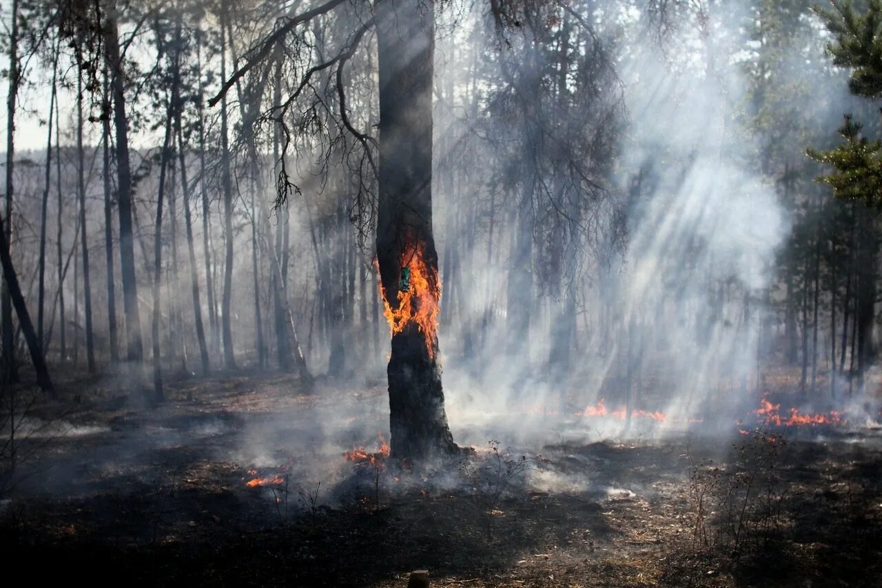 Лесная сгорела. Поленов Горелый лес. Лесные пожары. Горящий лес. Пепелище в лесу.