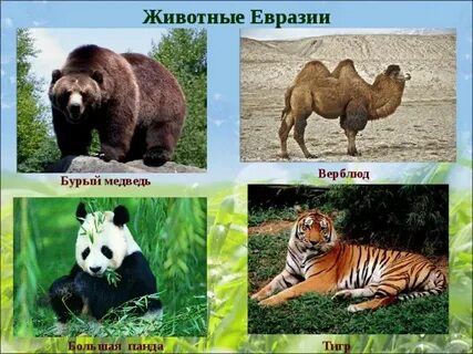 Животное евразии сообщение 2 класс