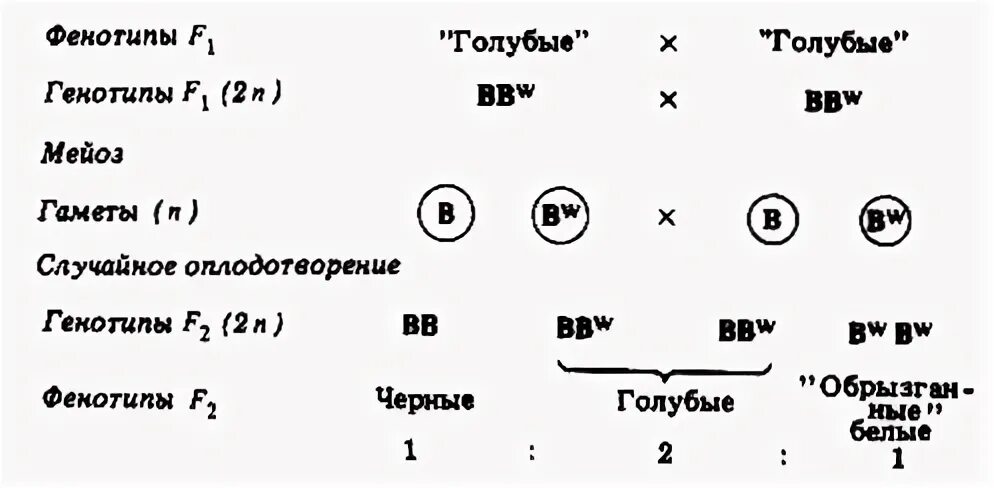 Схемы скрещивания кур с цветным яйцом.