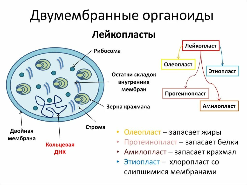 Ядро строение органоида. Ядро двумембранный органоид строение. Ядрышко мембранный органоид. Немембранные органеллы клетки строение. Организмы не имеющие ядра и мембранных органоидов.
