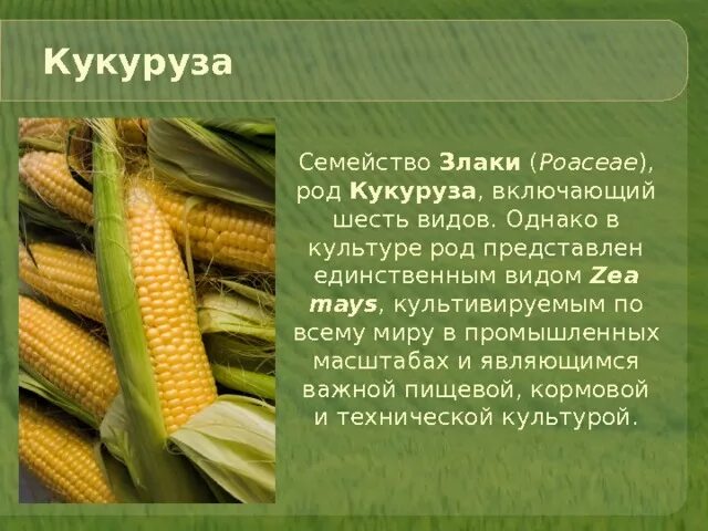 Кукуруза относится к группе. Кукуруза это бобовые или злаковые. Культурные растения кукуруза злаковые растения. Семейство злаки кукуруза характеристика. Культурные растения семейства злаковых.