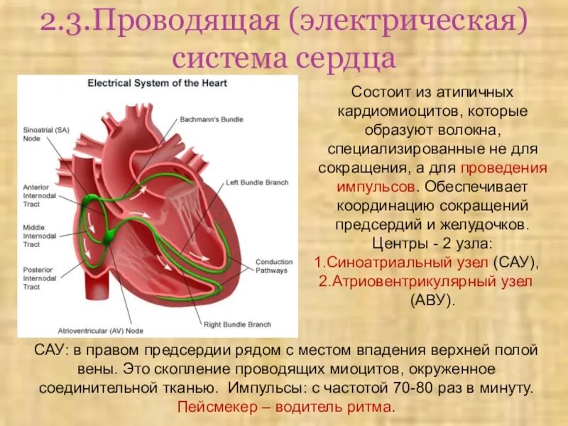 Проводящая система сердца фото Проводящая система рисунок