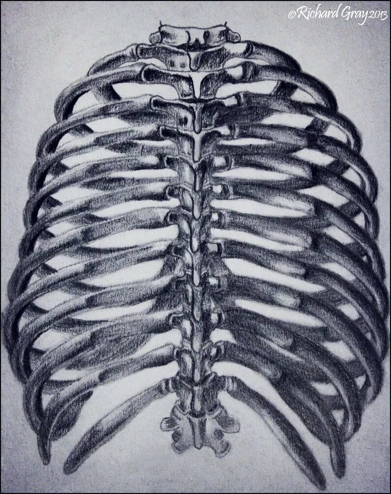Грудная клетка. Скелет грудной клетки. Ребра человека. Скелет ребра.