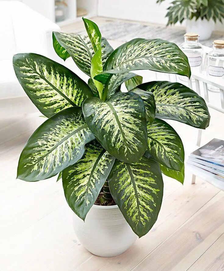 Dieffenbachia: Tropical Snow Cool plants, Indoor tropical plants, Leafy plants
