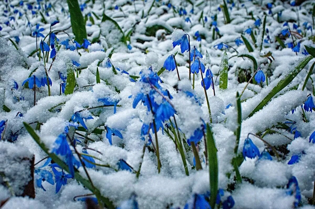 Пестрый снег. Подснежники под снегом. Зимние цветы. Весенние цветы в снегу.