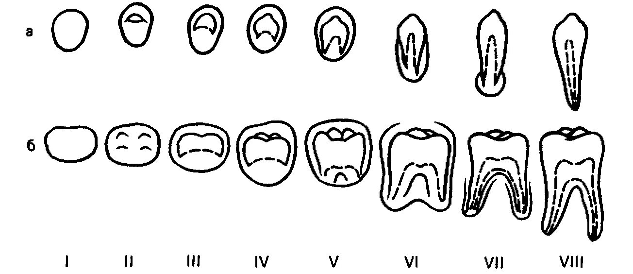 Стадии развития корня постоянного зуба. Этапы формирования корня постоянного зуба. Развитие зубов у человека