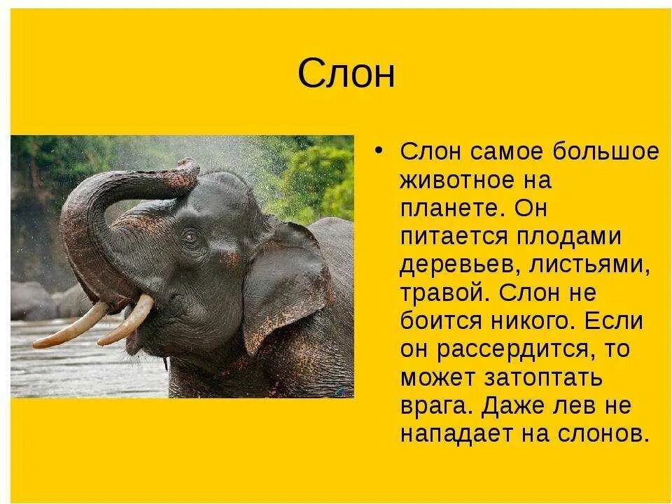 Слоников краткое. Доклад про слона. Слон : рассказы. Доклад о слонах. Интересные факты о слоне.