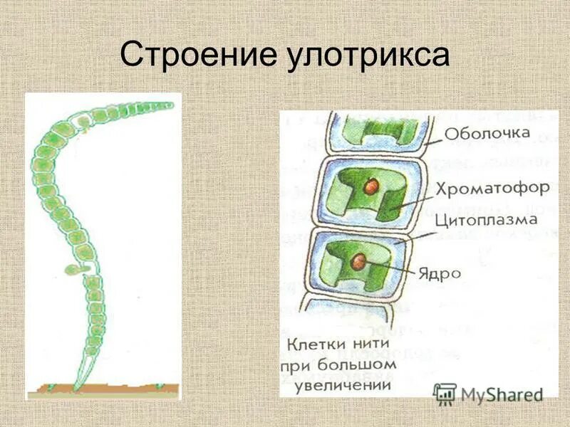 Улотрикс строение. Строение клетки улотрикса рисунок. многоклеточная водоросль спирогира. улотрикс клеточная стенка. строение многоклеточных водорослей.