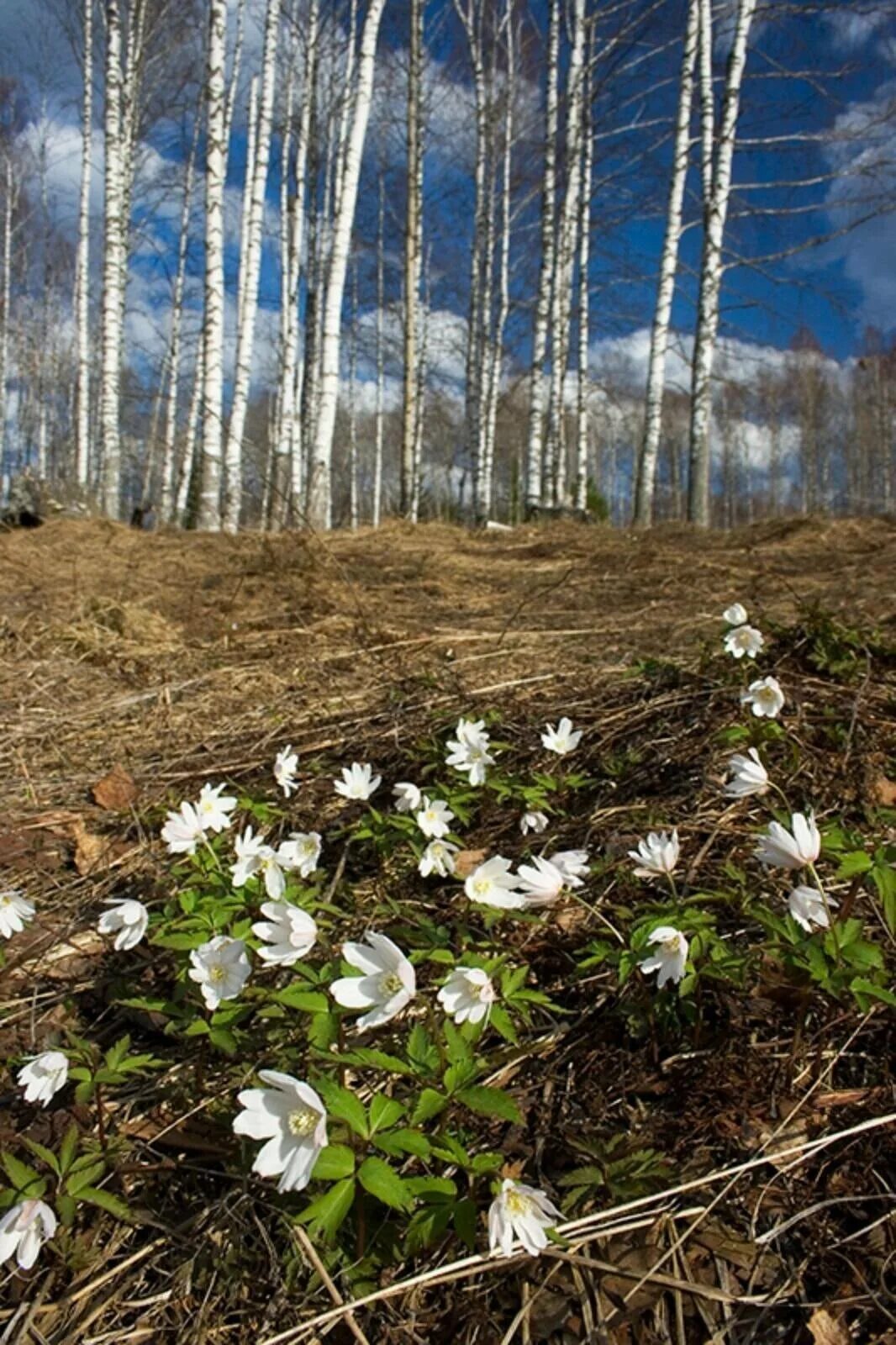 Картинки хорошего дня с природой весенней