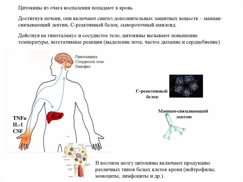 Кровь показала воспалительный процесс