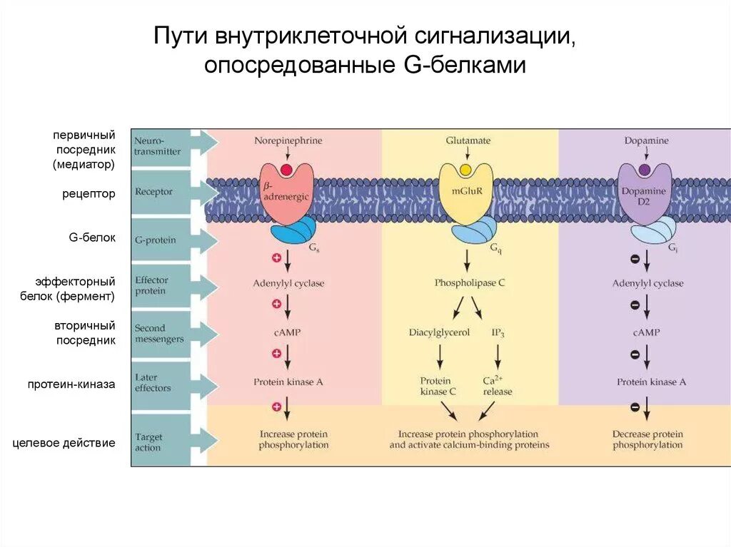 Механизм действия g белка. Механизм передачи через g белки. Механизм трансдукции сигнала рецепторов g протеина. Первичные и вторичные посредники биохимия. Сигнала фермент