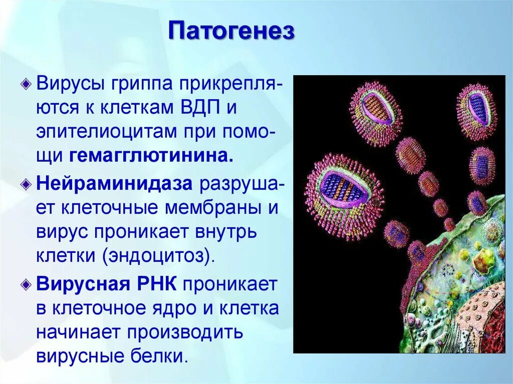 Вирус проникает внутрь клетки. Мембранные вирусы. Гемагглютинин и нейраминидаза вируса гриппа. Нейраминидаза вируса гриппа