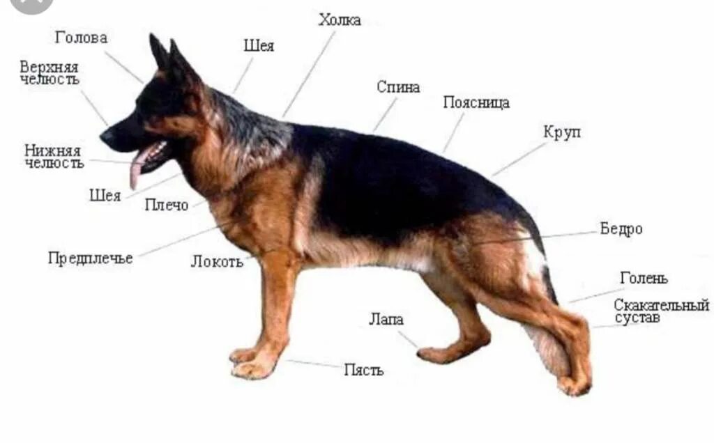С точки зрения собаки. Строение немецкой овчарки. Стандарт собаки немецкая овчарка. Внешнее строение немецкой овчарки. Где находится холка у собаки немецкой овчарки.