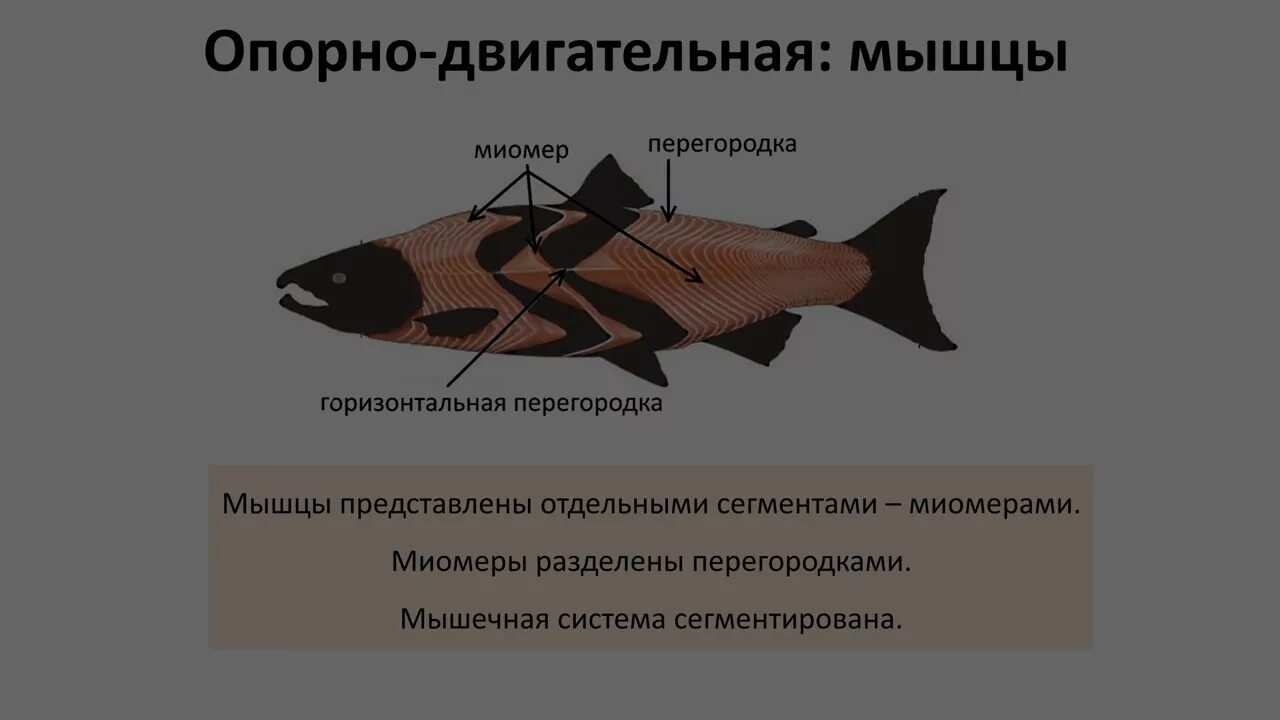 Решу огэ рыбы. Костные рыбы огэ биология. строение рыбы огэ. характеристика рыб огэ биология. костные рыбы огэ.