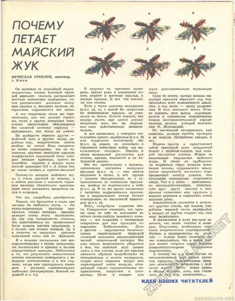 Почему летает жук. Строение надкрылка майского жука. аэродинамика майского жука. почему летает майский жук. структура крыла жука.