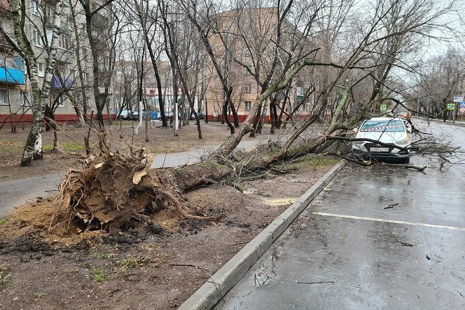 Москва 30 ноября 2023. Сильный ураган в Москве 2021. Ураган в Москве повалил деревья. Поваленные деревья в Москве. Упавшие деревья в Москве.