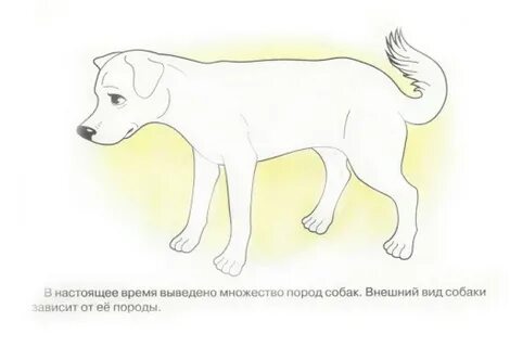 Нарисовать питомца 2 класс окружающий мир