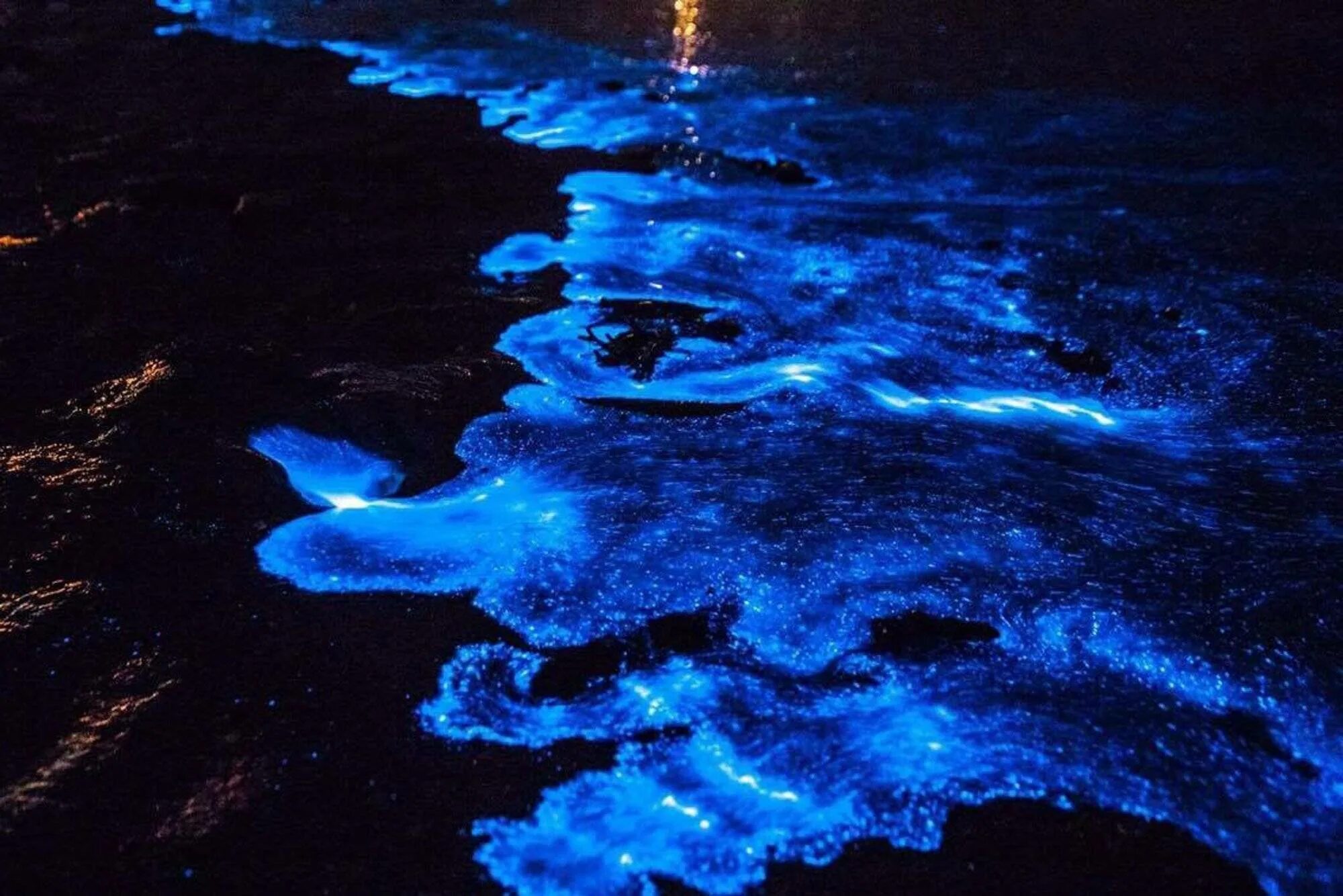 Море звезд на острове ваадху мальдивы. Светящаяся морская вода. Светящаяся морская вода. Остров ваадху мальдивы. Водоросль ночесветка черное море.