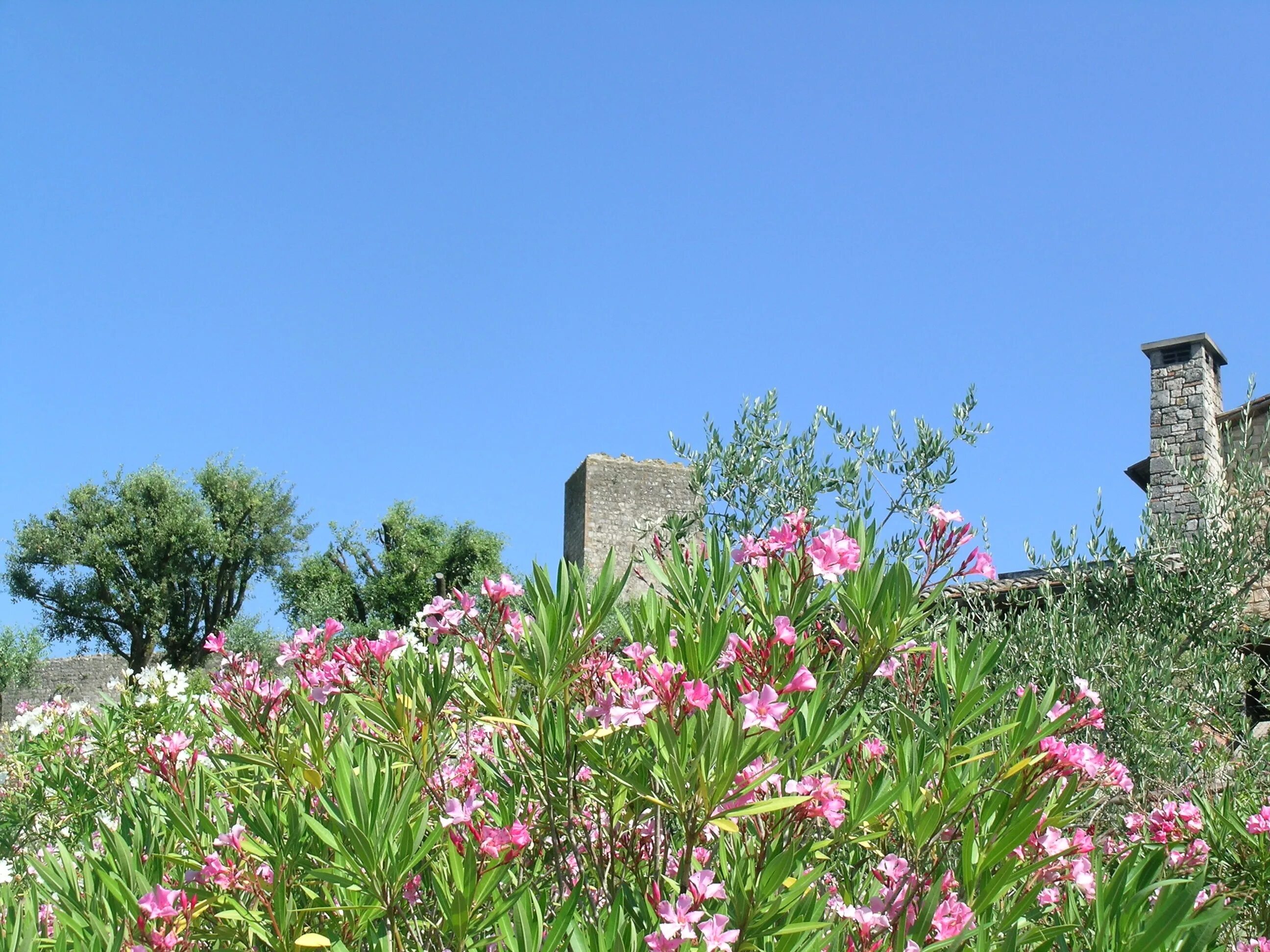 Растение Тоскана. Палланца, цветущие, Италия,. Растительность Италии.