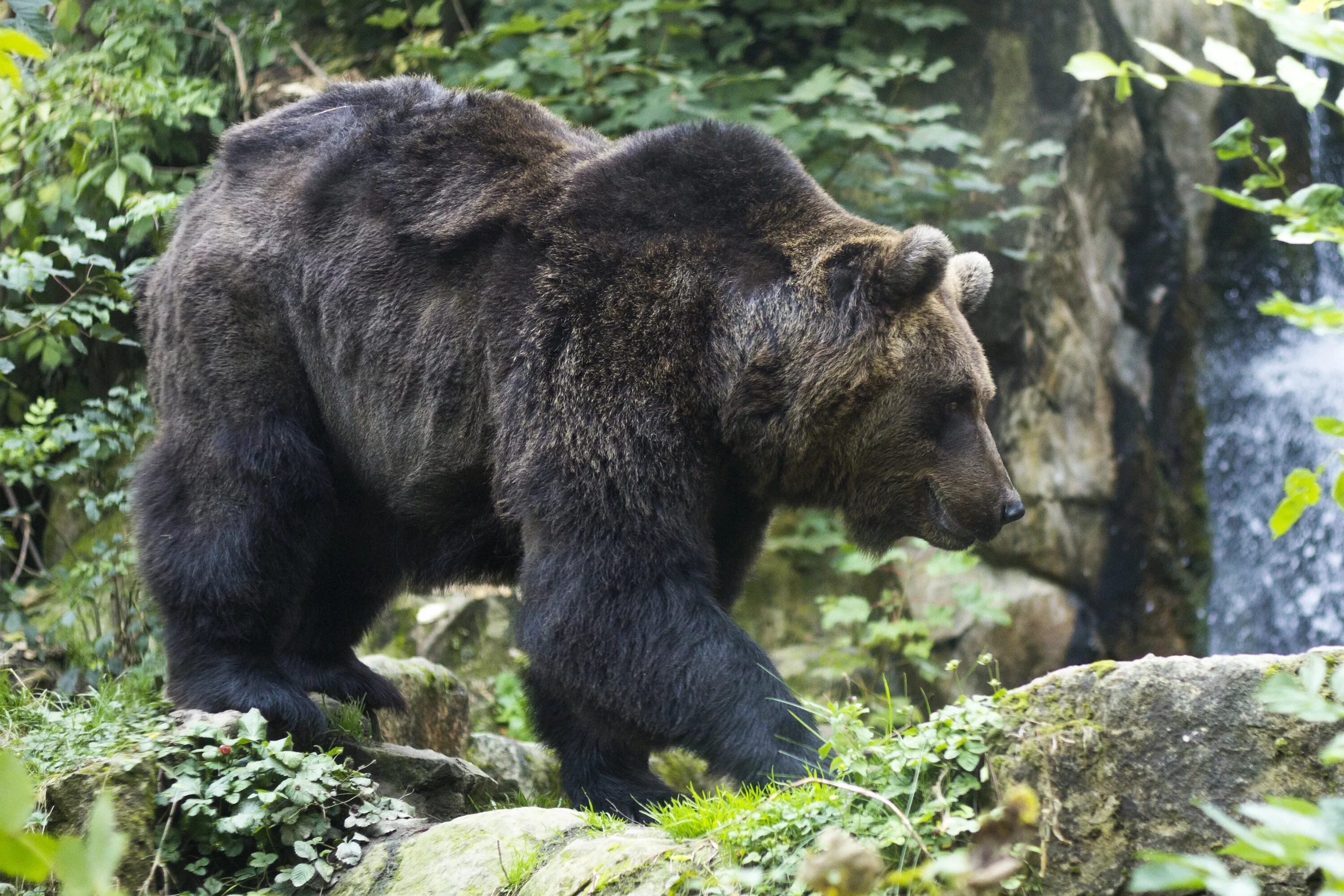 Апеннинский бурый медведь. Бурый медведь Амурская область. Тяньшанский бурый медведь. Медведь Гризли.