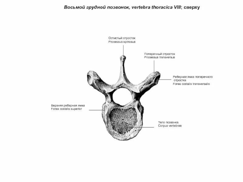 Строение позвонка рисунок. Грудной позвонок вид сбоку на латинском. 8 Грудной позвонок анатомия. Грудной позвонок строение анатомия. Строение грудного позвонка человека.