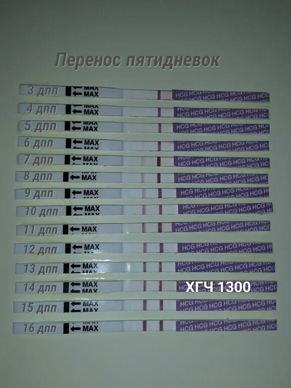 Тесты на беременность после переноса 5. Тесты на беременность по дням после подсадки. Тесты ХГЧ после переноса 5. Динамика тестов по ДПП пятидневок. Тест по дням после переноса эмбрионов 5.