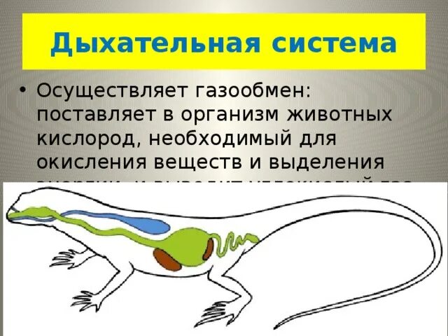 Газообмен через кожу у каких животных