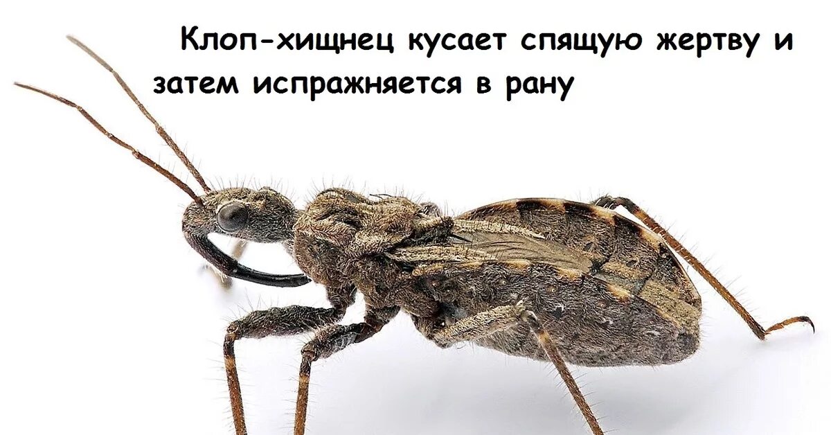 Mine bug. Клоп хищнец. клоп хищнец assassin bug. жук хищнец.