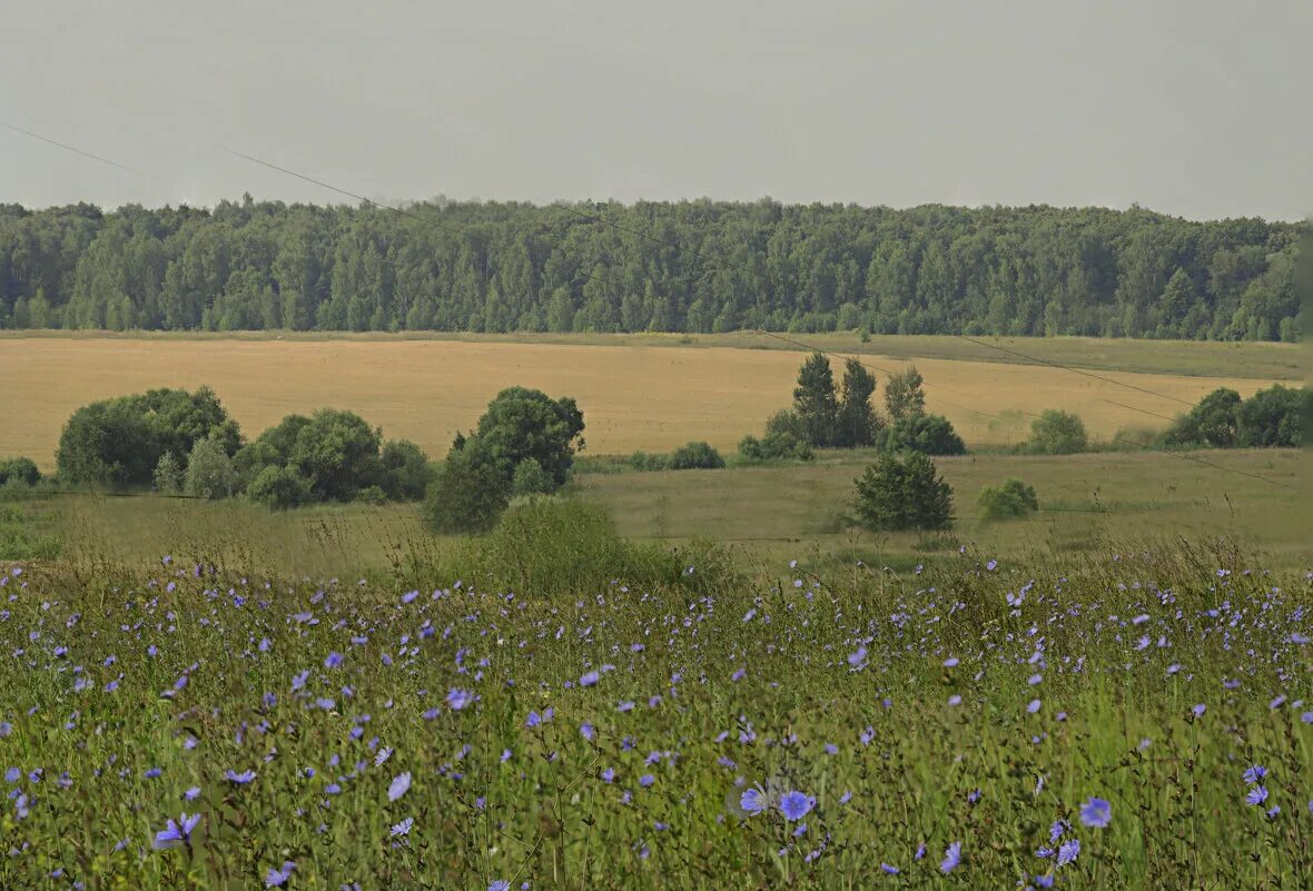 Просторы рязани. Глебово Городище Рязанская область. Рязанские просторы. Рязанский край. Поля Рязанского края фото.