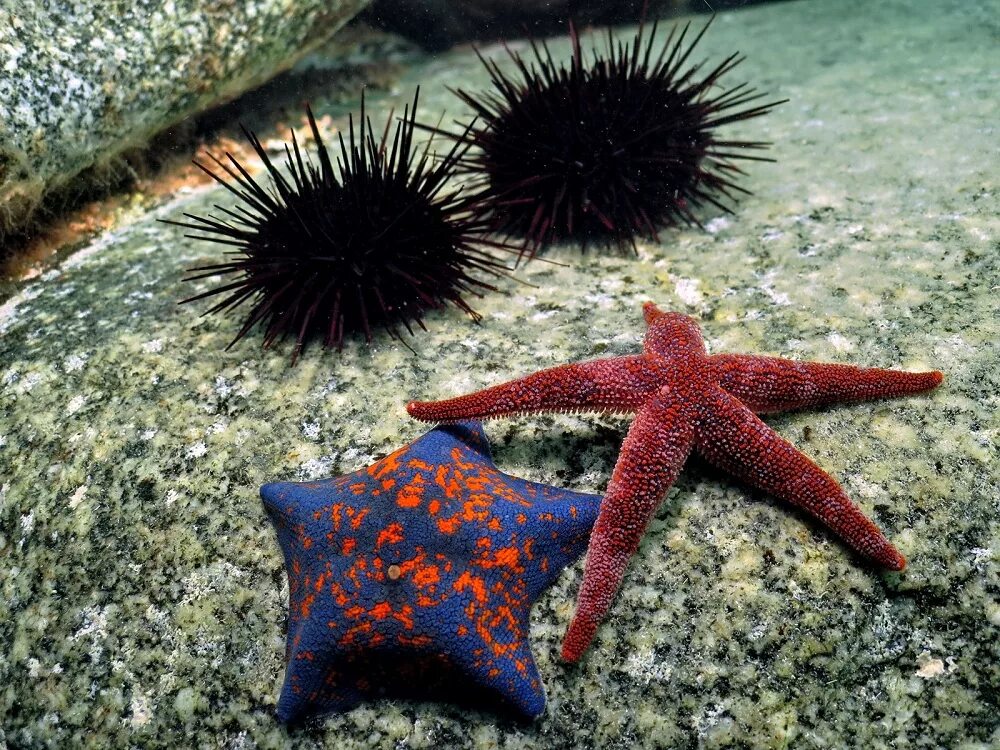 сахалинские морские звезды. звезда сахалина. берег морская звезда. краб монерон. звезда сахалина.