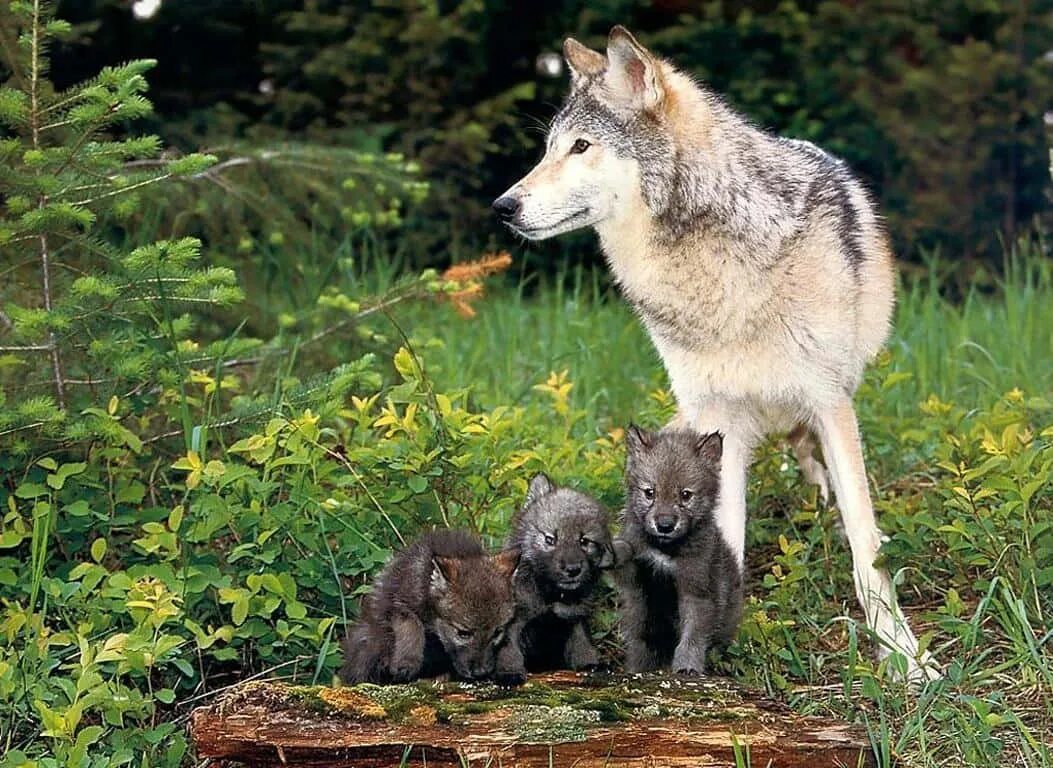 Moly wolf