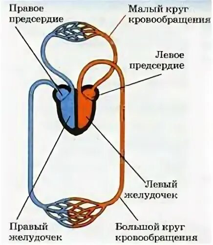 Малый круг кровообращения у млекопитающих схема. Большой круг кровообращения млекопитающих схема. Схема малого круга кровообращения у птиц. Малый круг кровообращения у птиц схема.