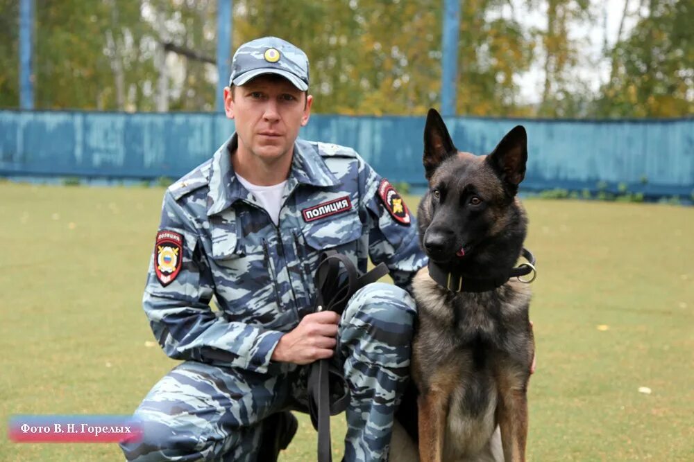 K9 police овчарка. американские полицейские собаки. немецкая овчарка полиция россии. сериал к9 полицейский пёс. бельгийская овчарка малинуа к9.