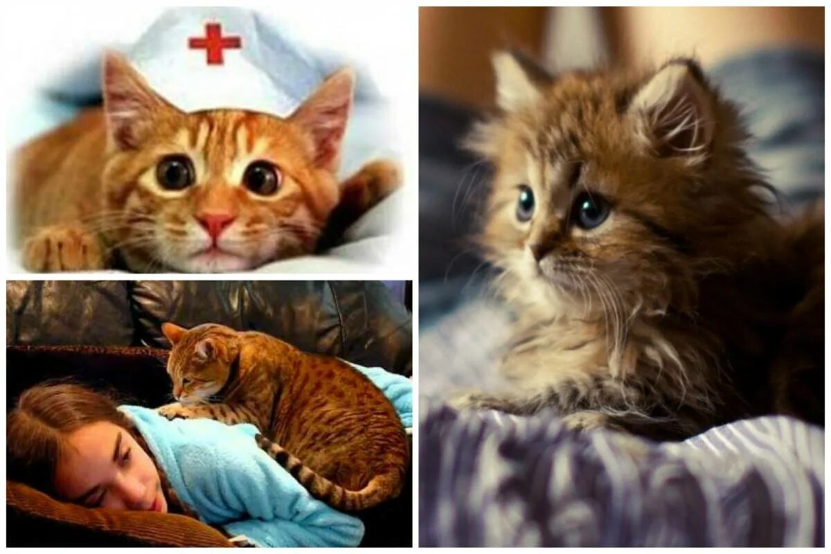 Лечат ли кошки людей. Кошки лекари. Анималотерапия кошки. Кошки - домашние целители!. Терапия котами.
