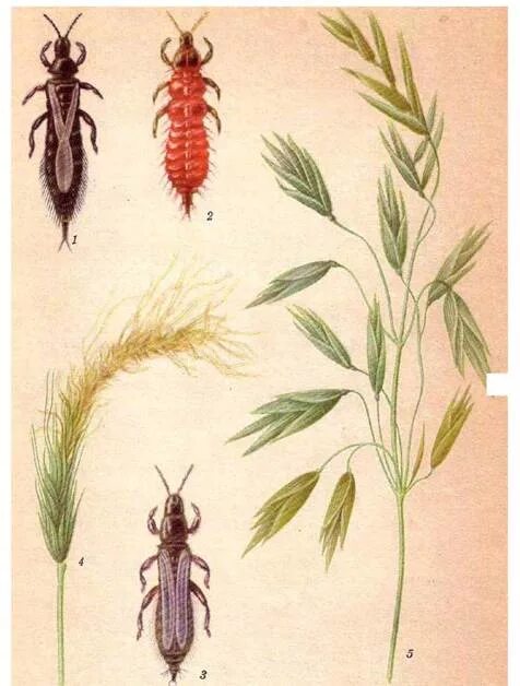 Пшеничный трипс. Пшеничный трипс Имаго. Пшеничный трипс (haplothrips tritici Kurd.). Пшеничный трипс Имаго и личинка.