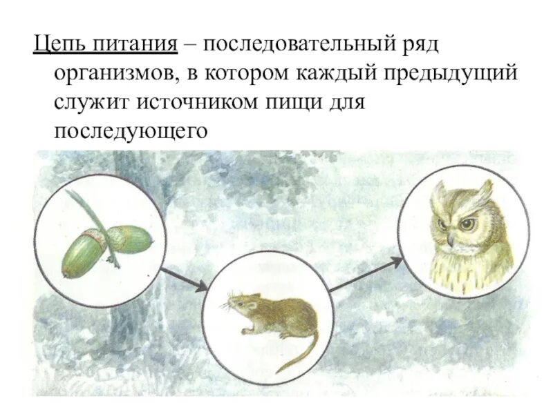 Изобразите пищевую цепь. Цепи питания. Цепочка питания. Пищевая цепь. Цепи питания животных.