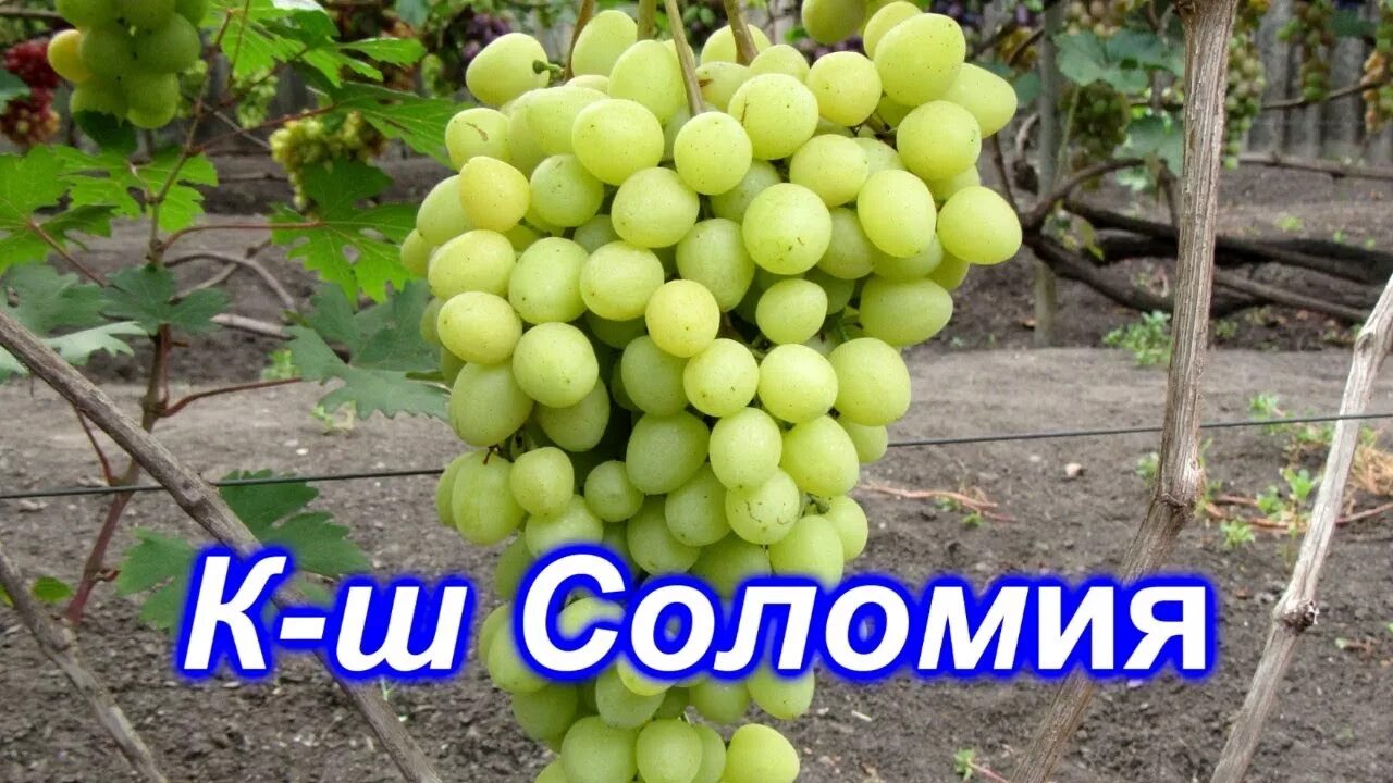 Виноградник Шпака В.А. - Подарок Никополю